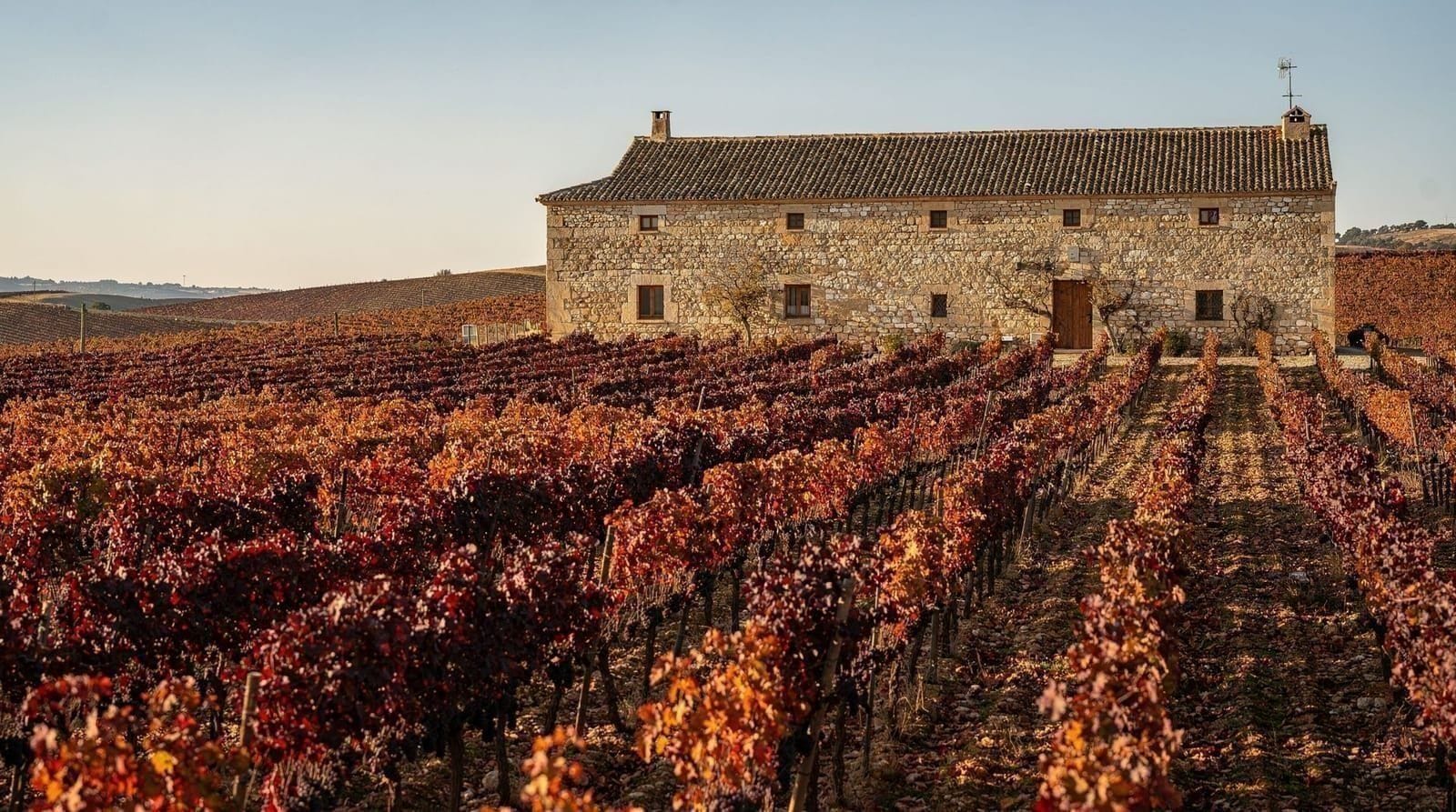Requena wine tour from Valencia: what a day in the vines actually looks like — Requena produces some of Spain's most underrated wine. Here's how a day trip fro