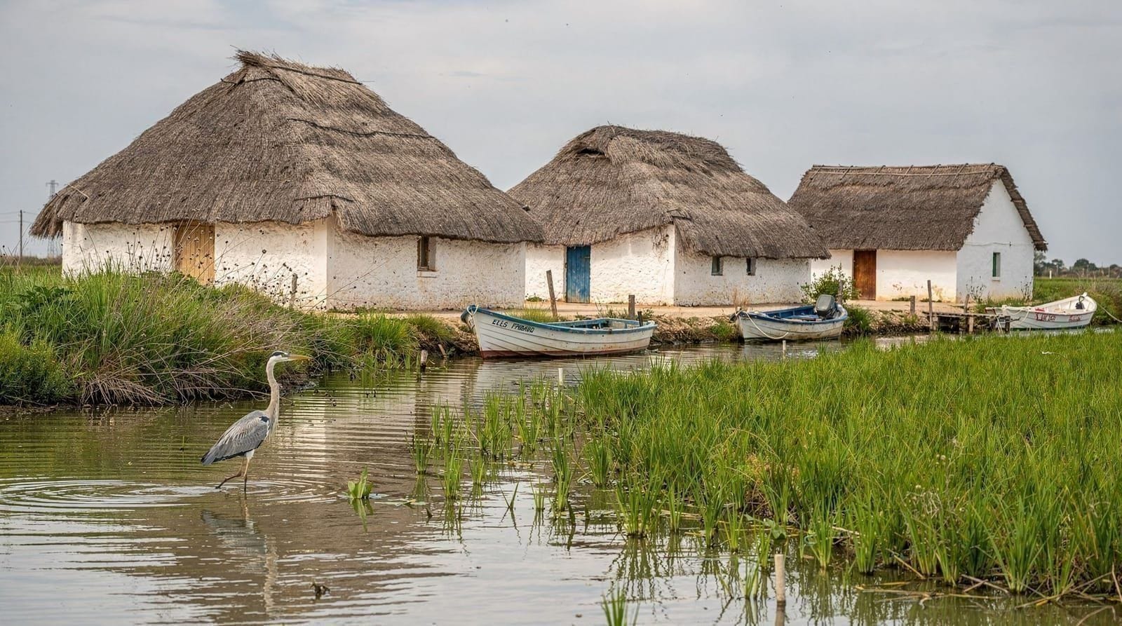 Valencia: Albufera Natural Park eco boat tour at sunset