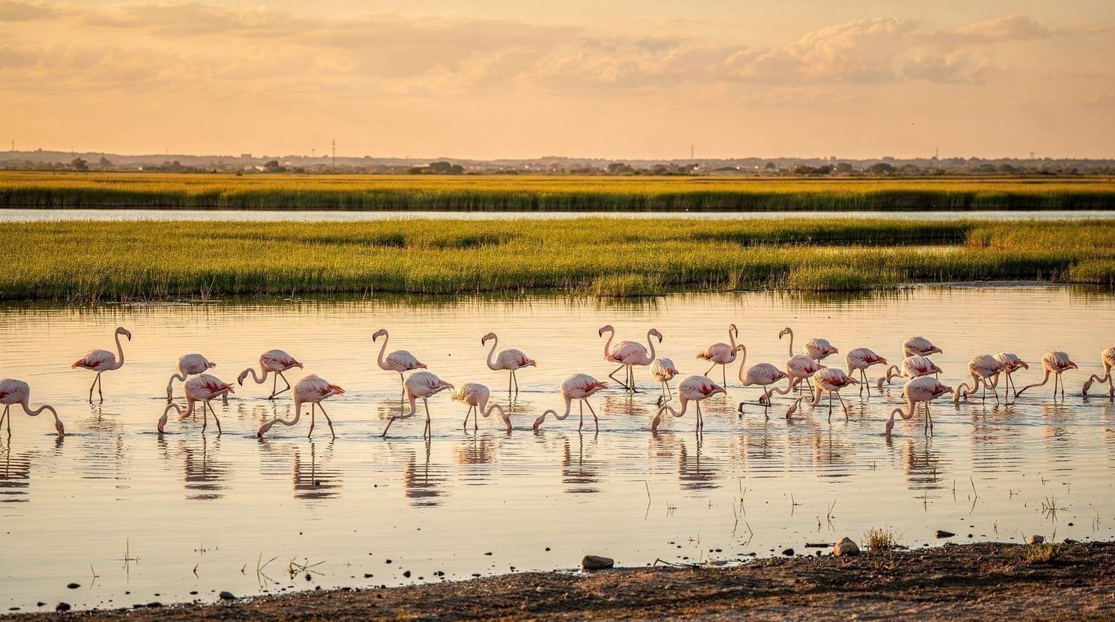 Valencia: Albufera tour with paella, boat ride and walk