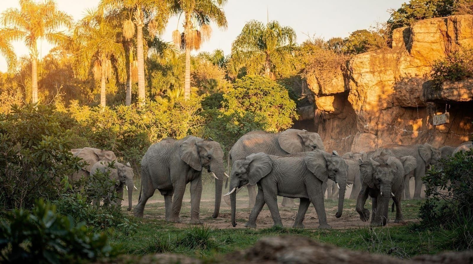 Valencia: Bioparc Valencia admission ticket