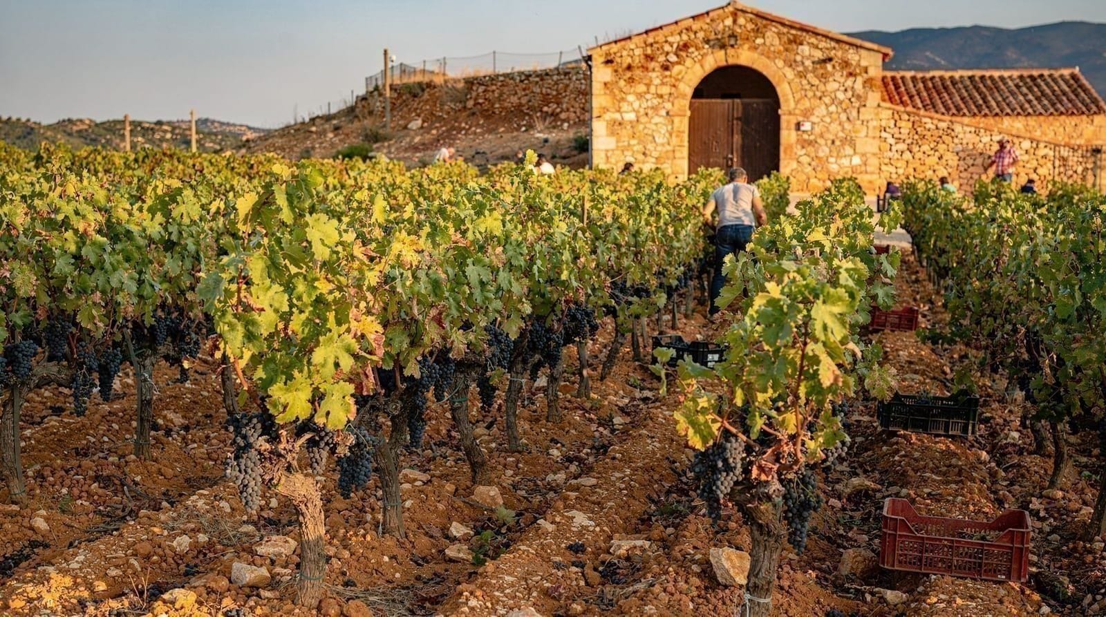 Requena wine tour from Valencia: Utiel-Requena wineries and medieval town — Day trip to Requena from Valencia — Bobal wine tastings at Utiel-Requena winerie